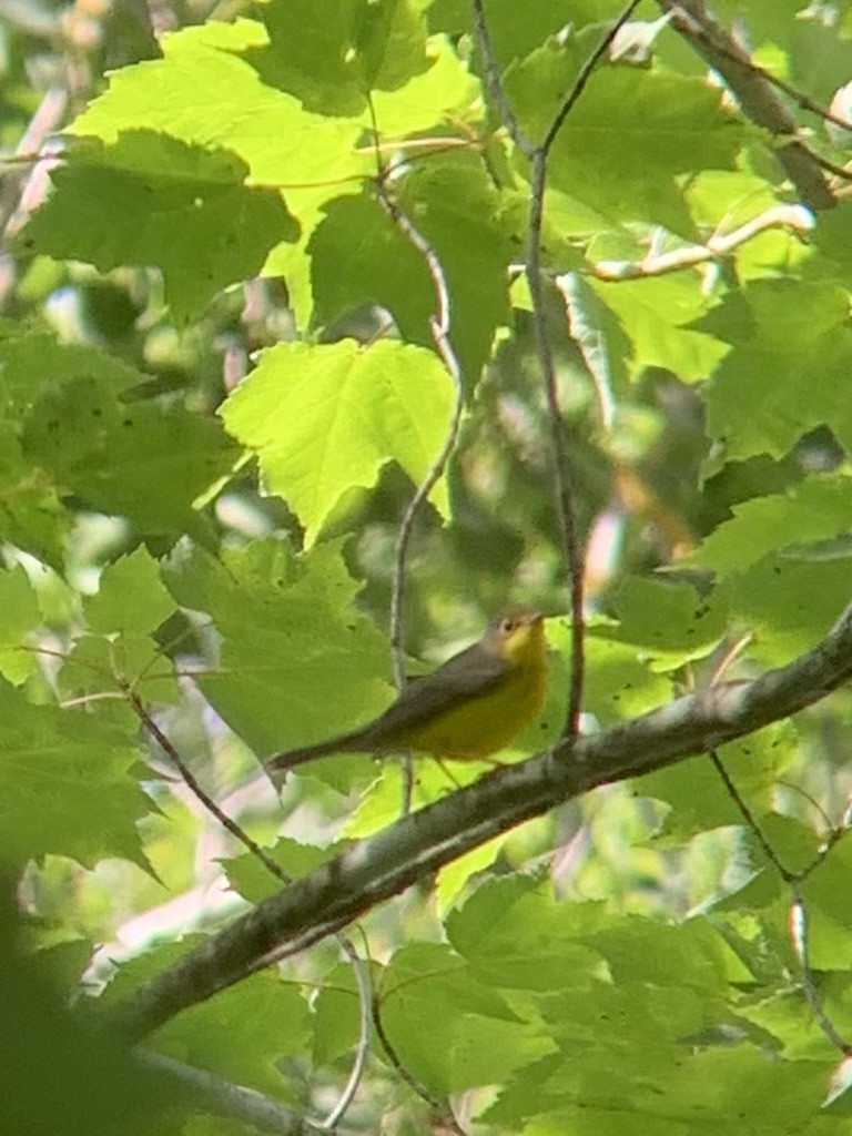 Canada Warbler - ML364854641