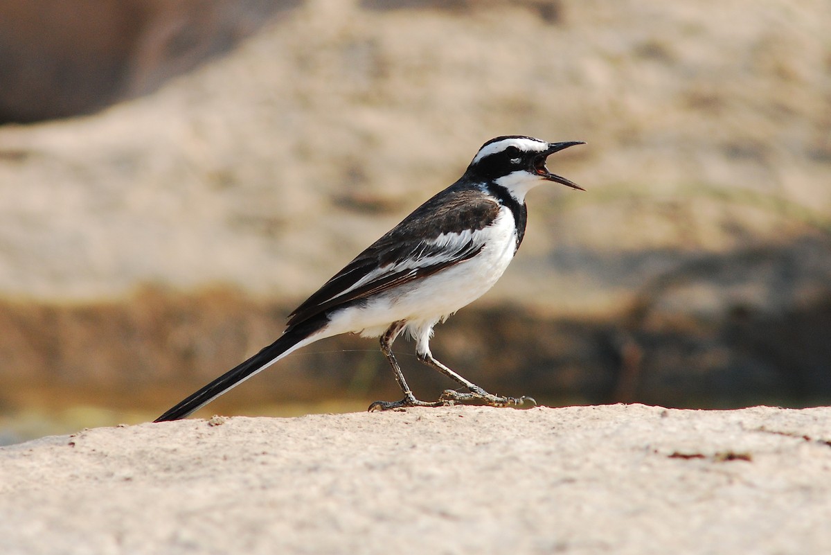 Mekong Wagtail - Wachara  Sanguansombat