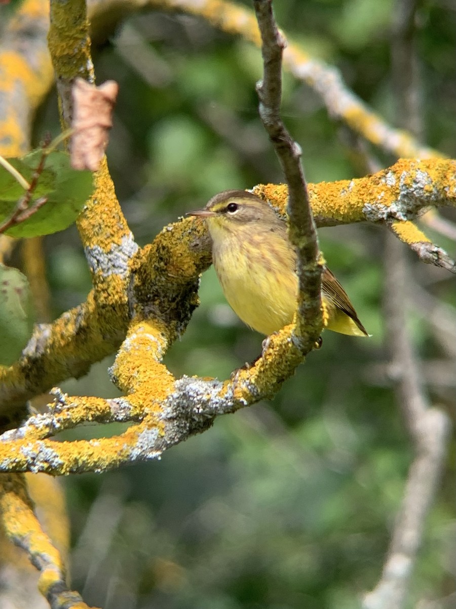 Palm Warbler - ML364854931