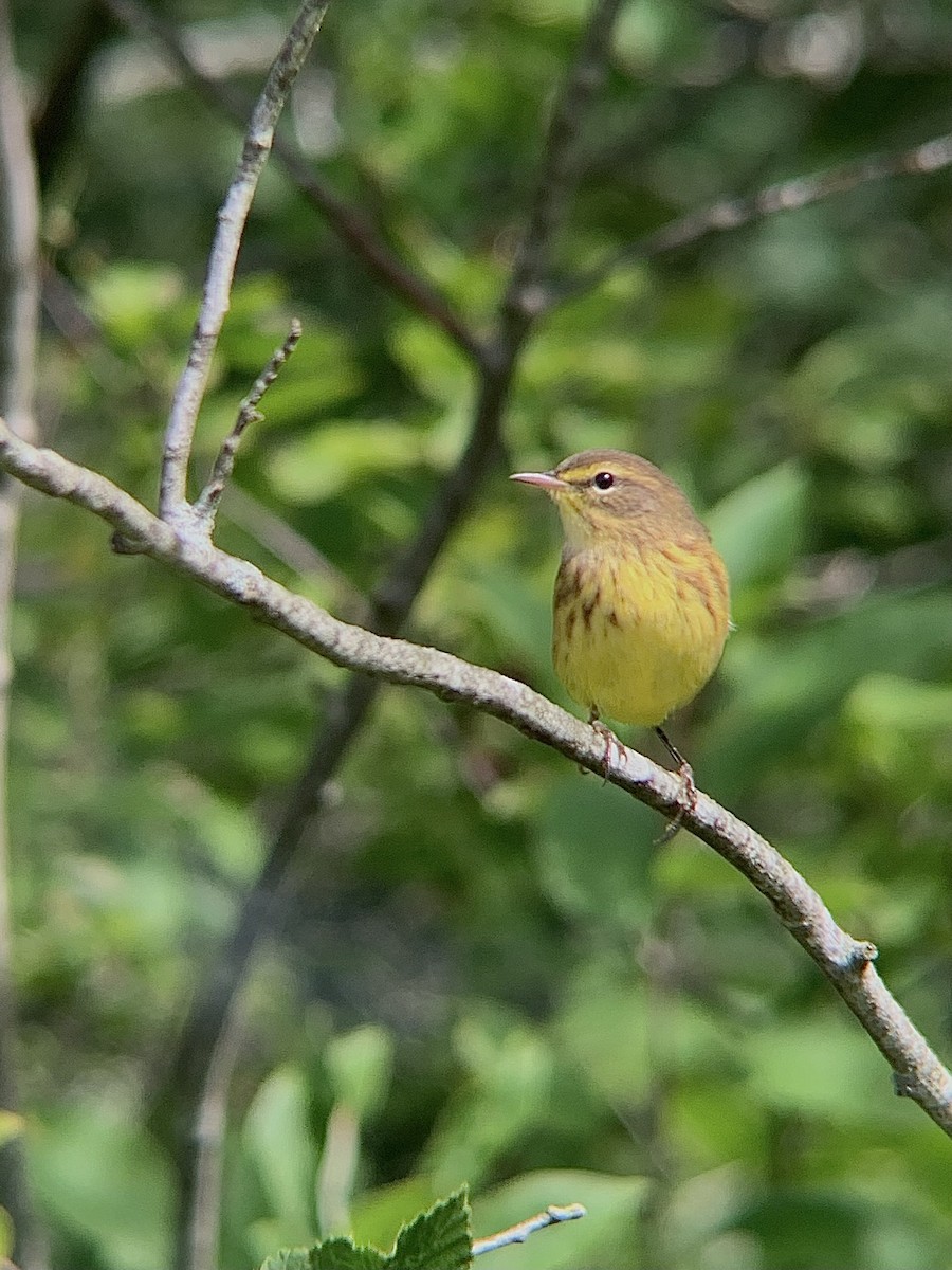 Palm Warbler - ML364854971