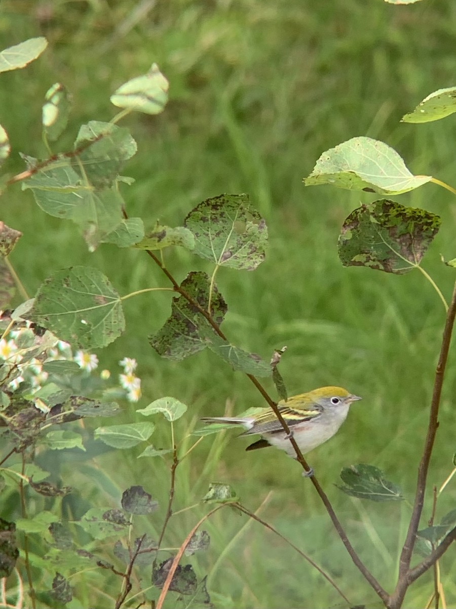 Chestnut-sided Warbler - ML364855121