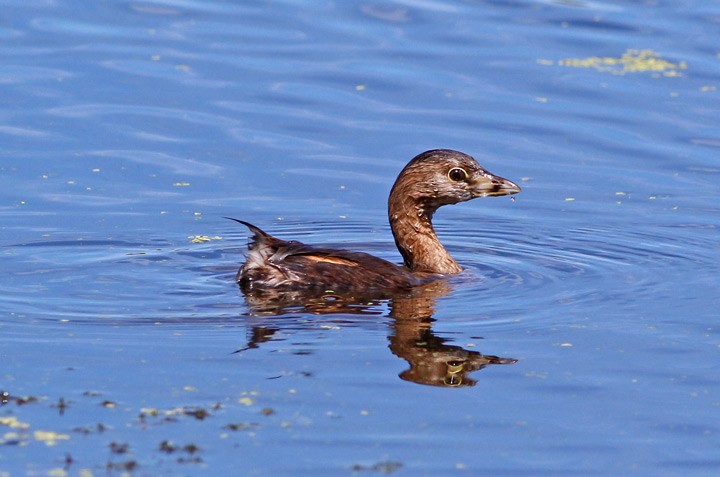 Pied-billed Grebe - Kris Petersen