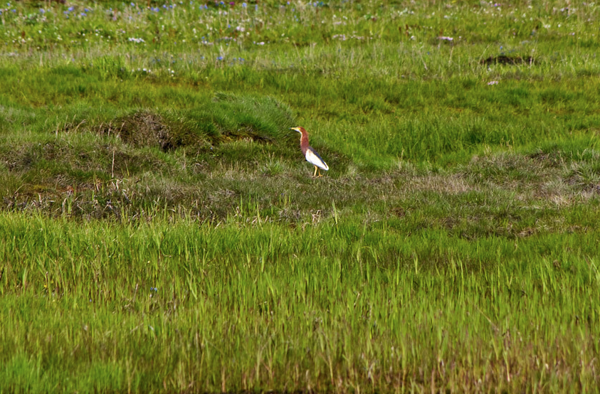 Chinese Pond-Heron - ML364858001