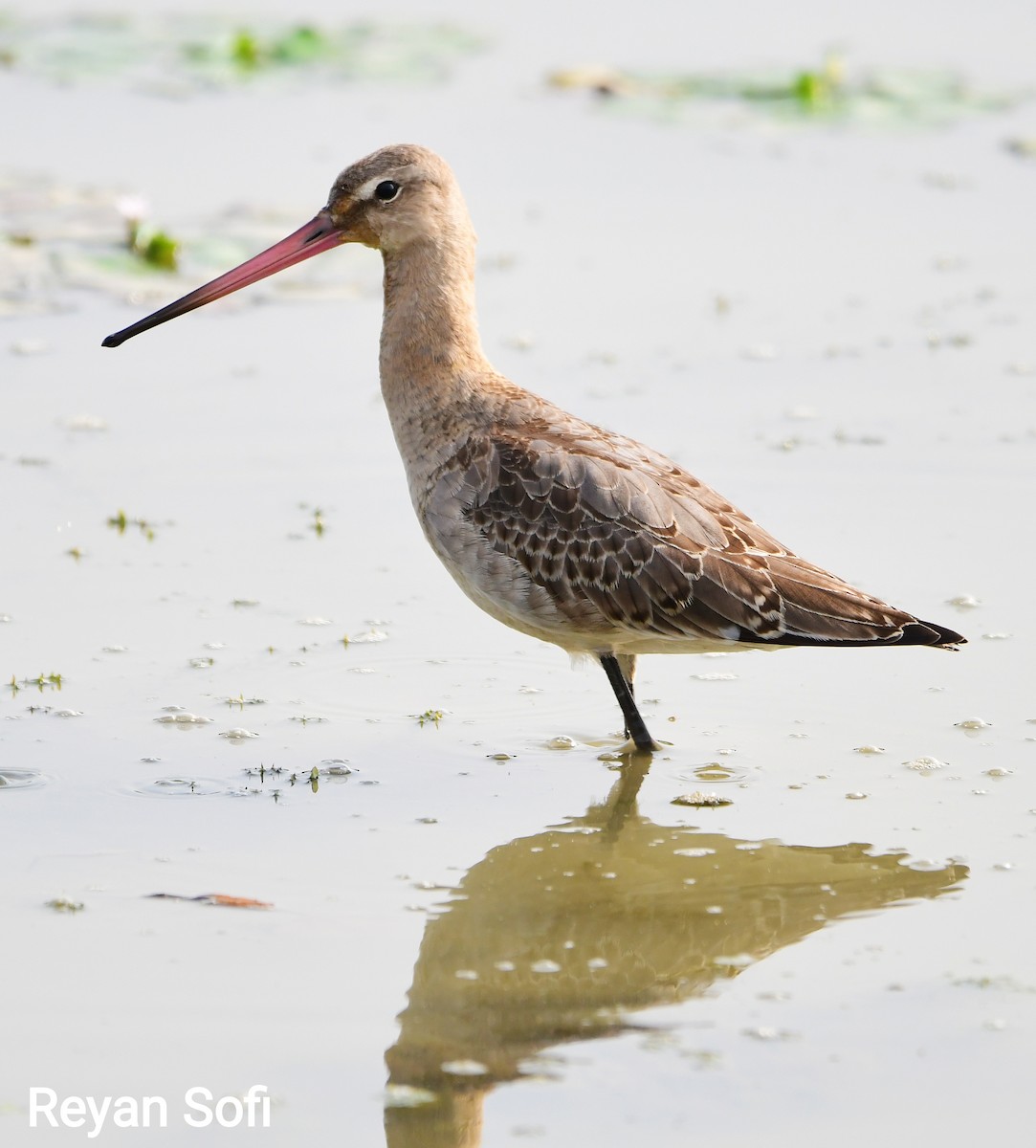 Black-tailed Godwit - Reyan sofi