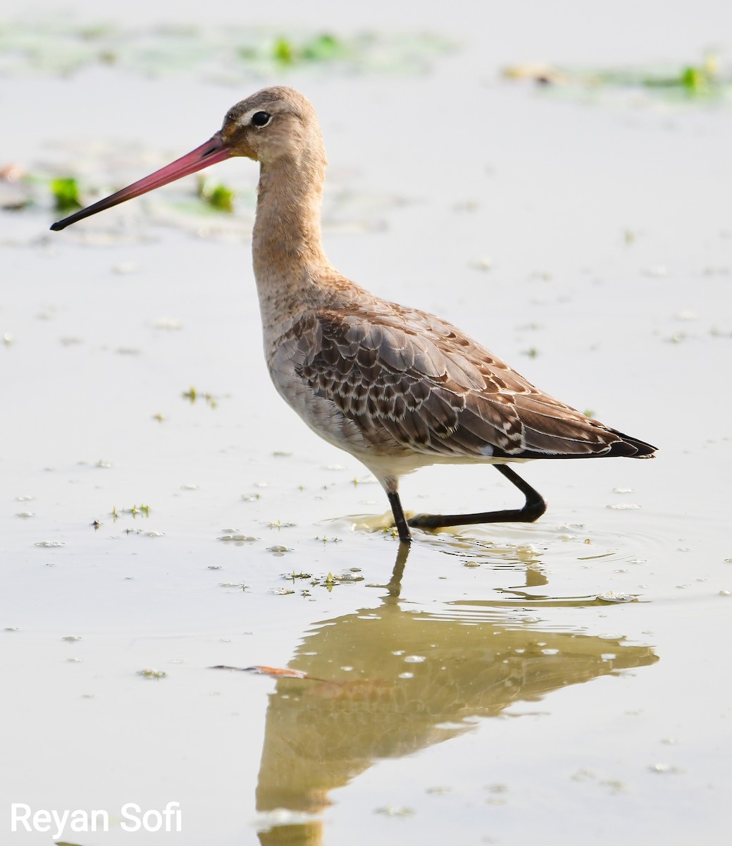 Black-tailed Godwit - ML364858871