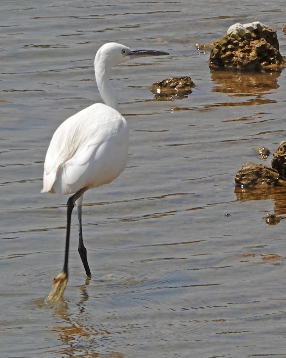 Little Egret - ML364859131