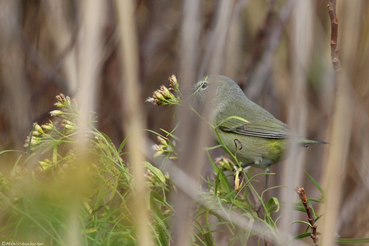 Orange-crowned Warbler - ML36485941