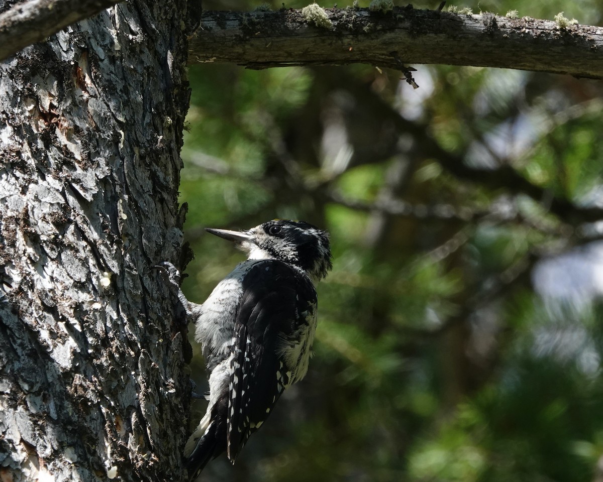 American Three-toed Woodpecker - Dawn Hannay