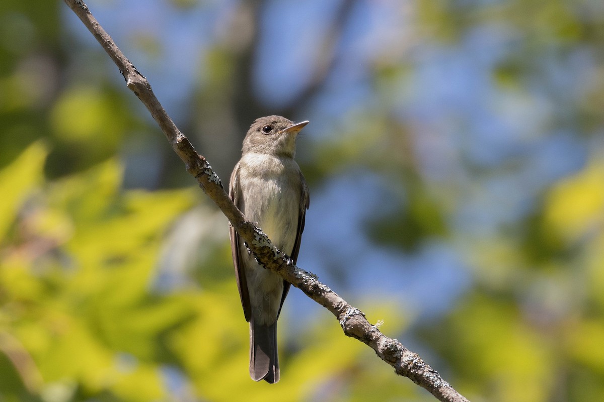 Eastern Wood-Pewee - ML364863751