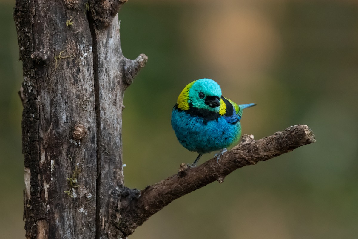 Green-headed Tanager - Pablo Ramos