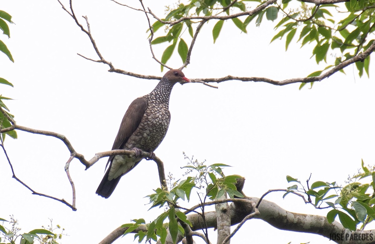 Scaled Pigeon - ML364863991