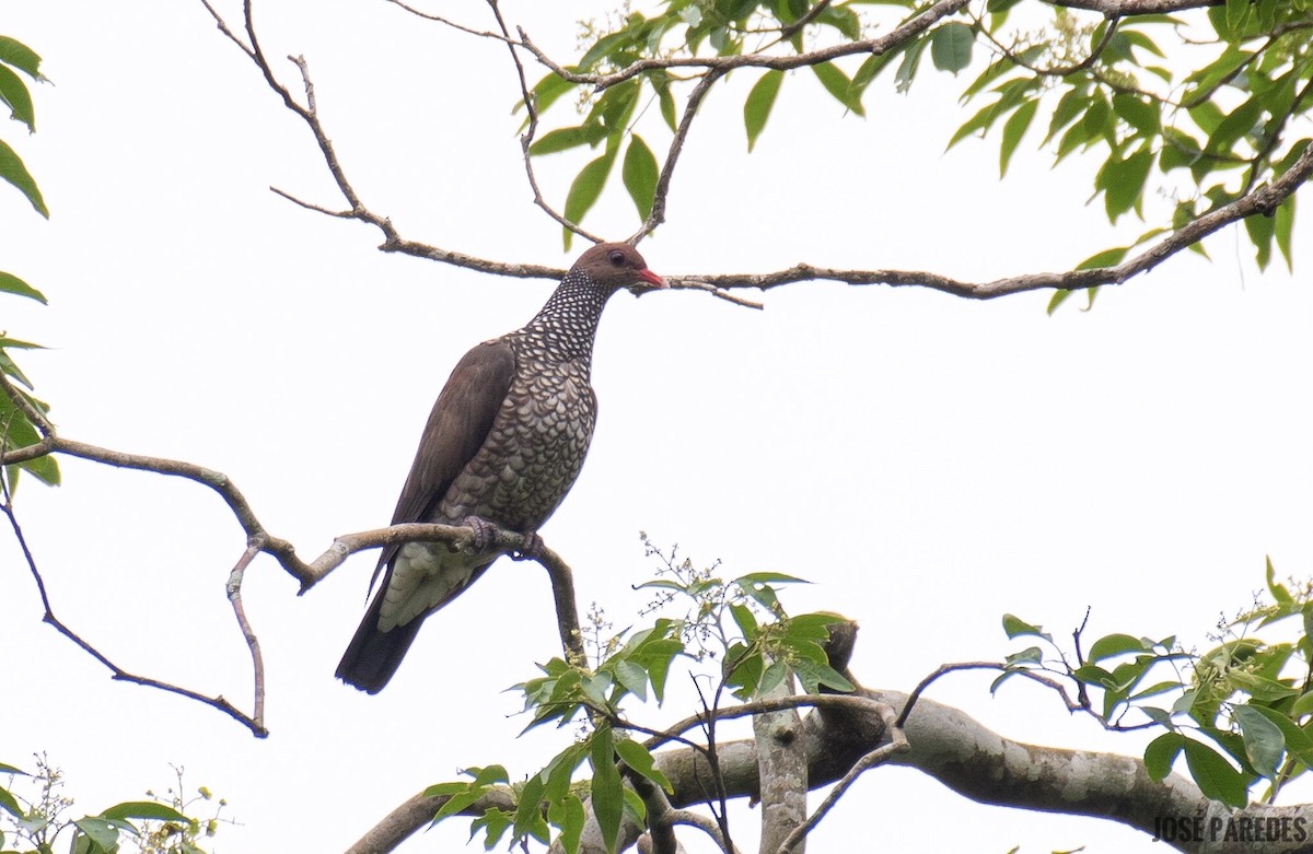 Scaled Pigeon - ML364863991