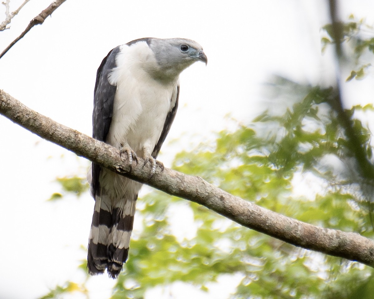 Gray-headed Kite - ML364864011