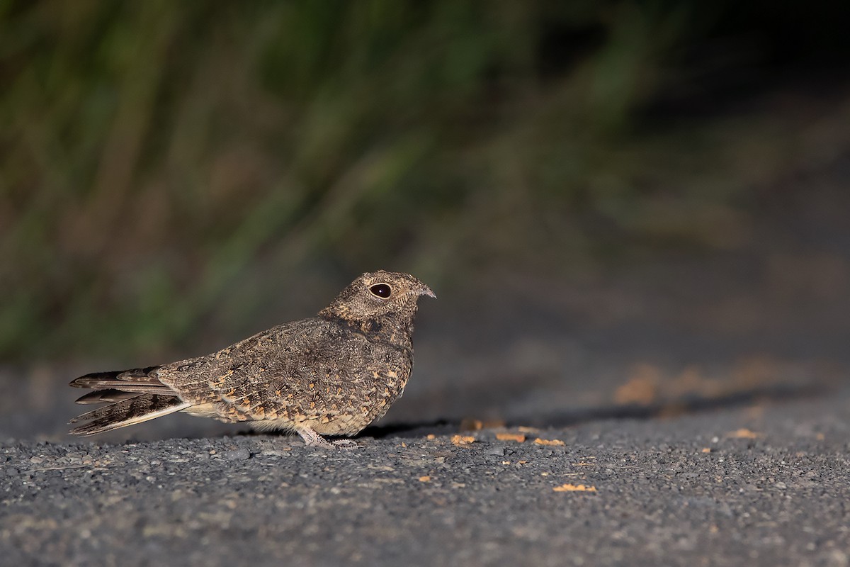 Savanna Nightjar - ML364864581