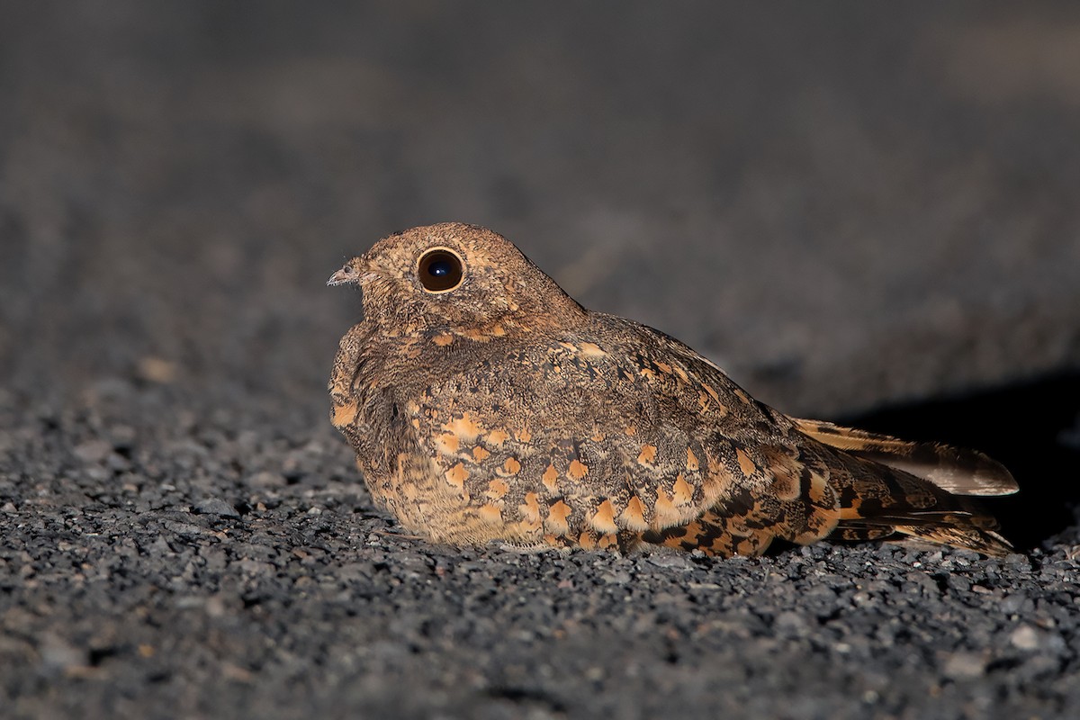 Savanna Nightjar - ML364864631