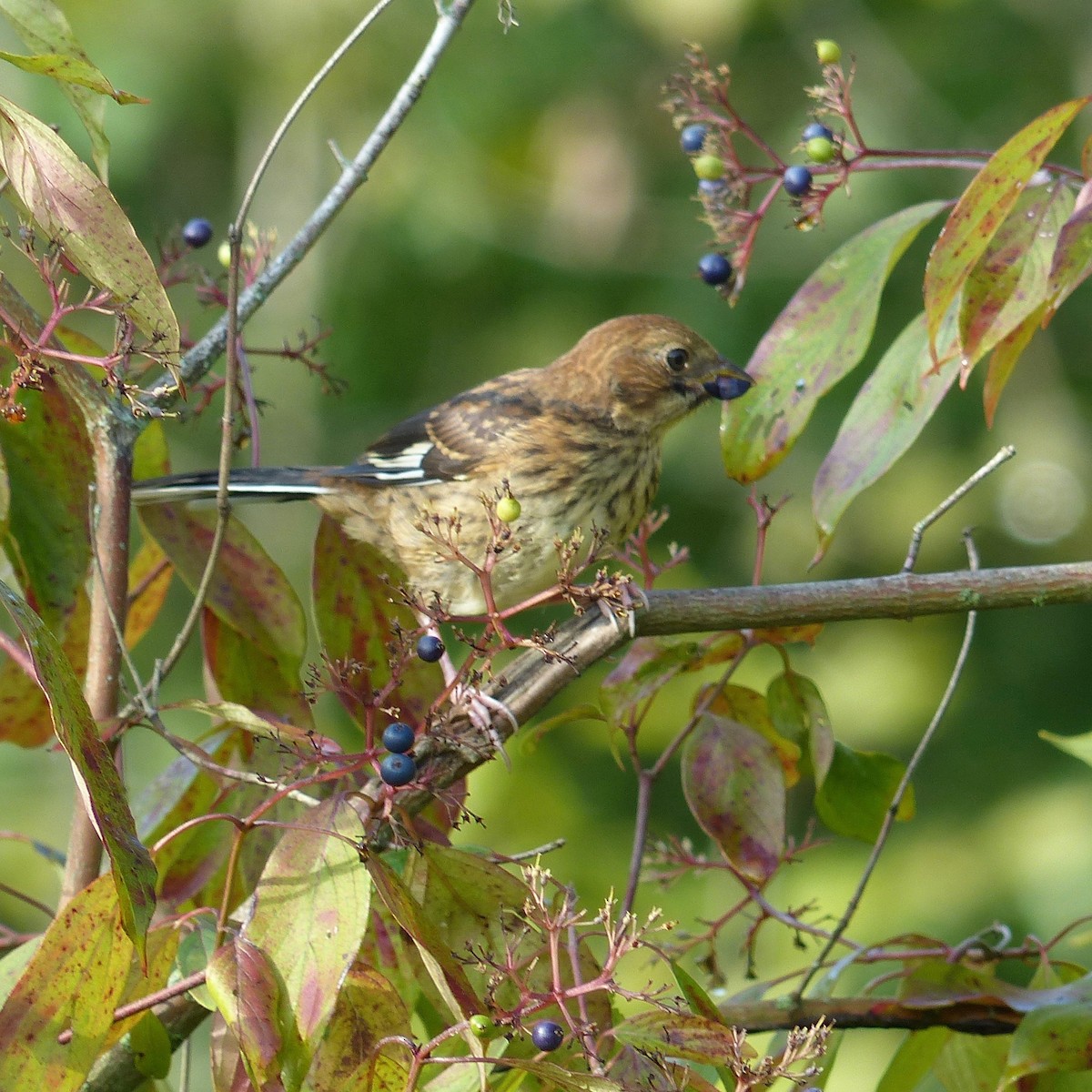 ワキアカトウヒチョウ - ML364866221