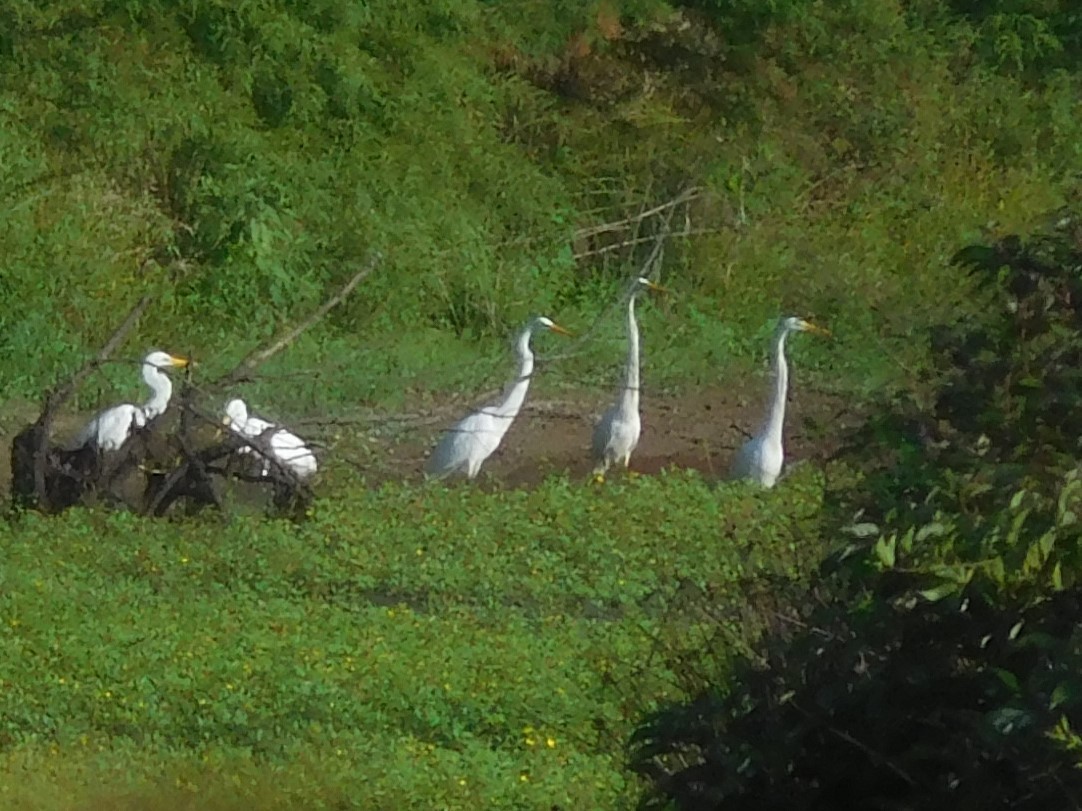 Great Egret - ML364866271