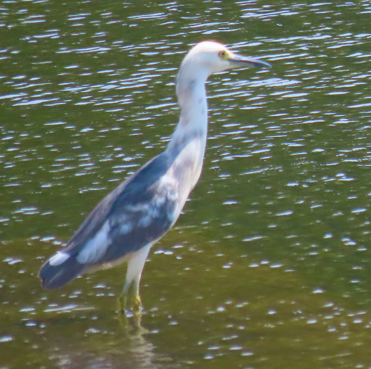 Little Blue Heron x Snowy Egret (hybrid) - ML364866491