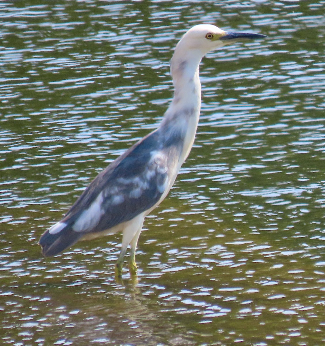 Little Blue Heron x Snowy Egret (hybrid) - ML364866521