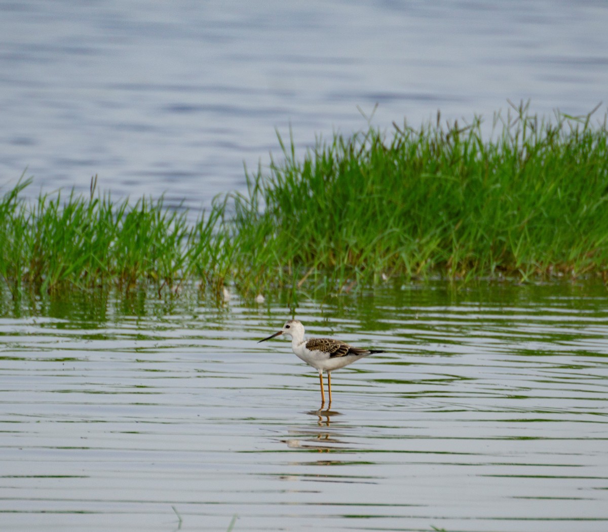 Black-winged Stilt - ML364866621