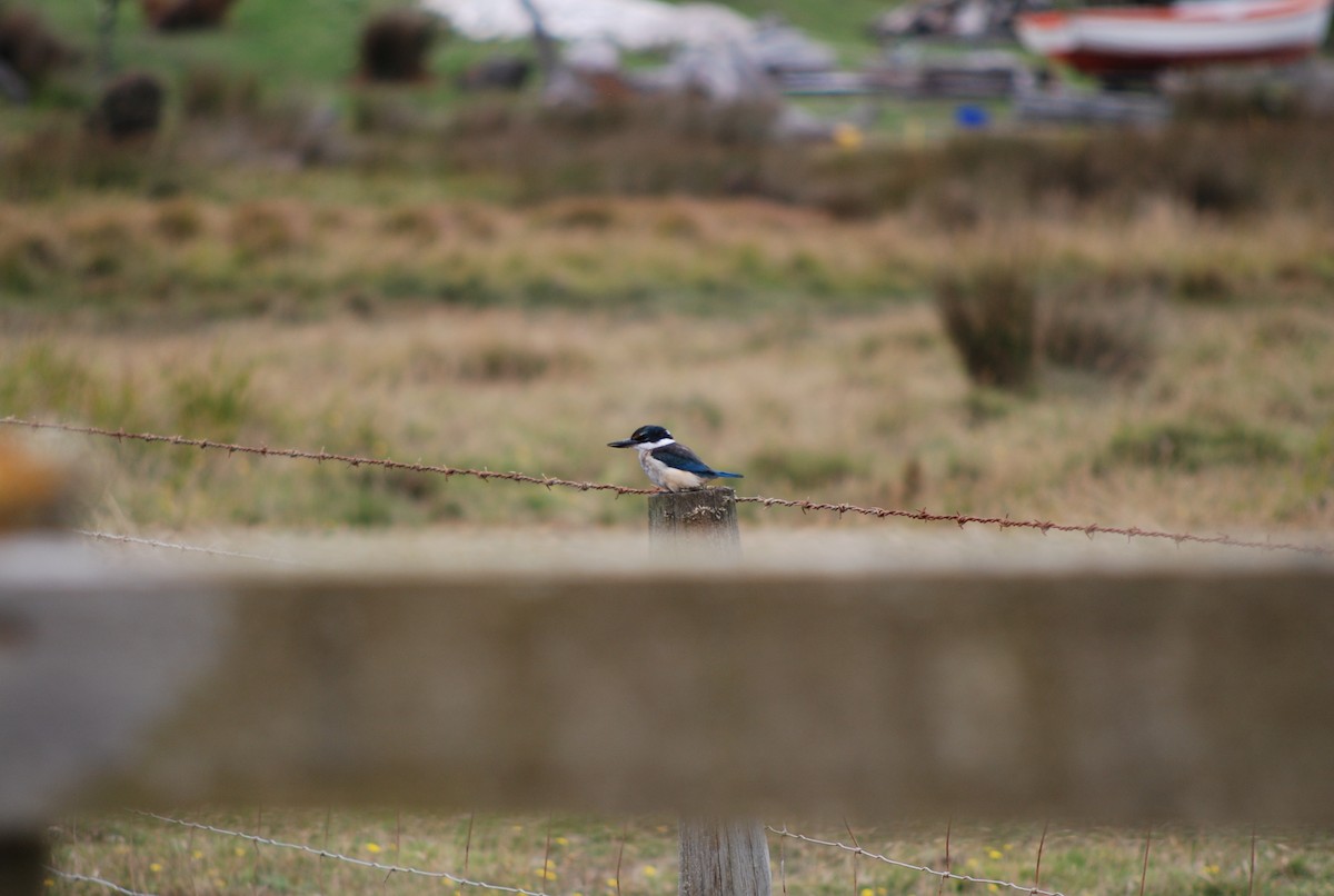 Sacred Kingfisher - ML36486711