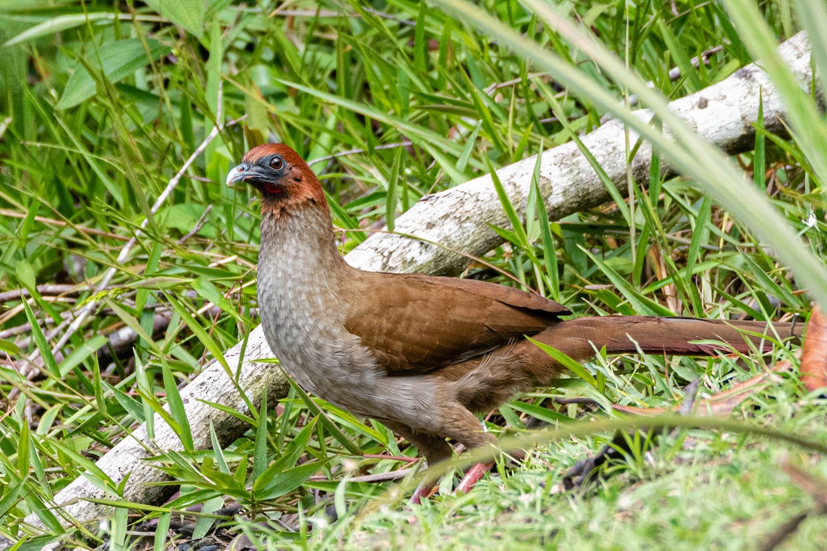 Variable Chachalaca - ML364867471