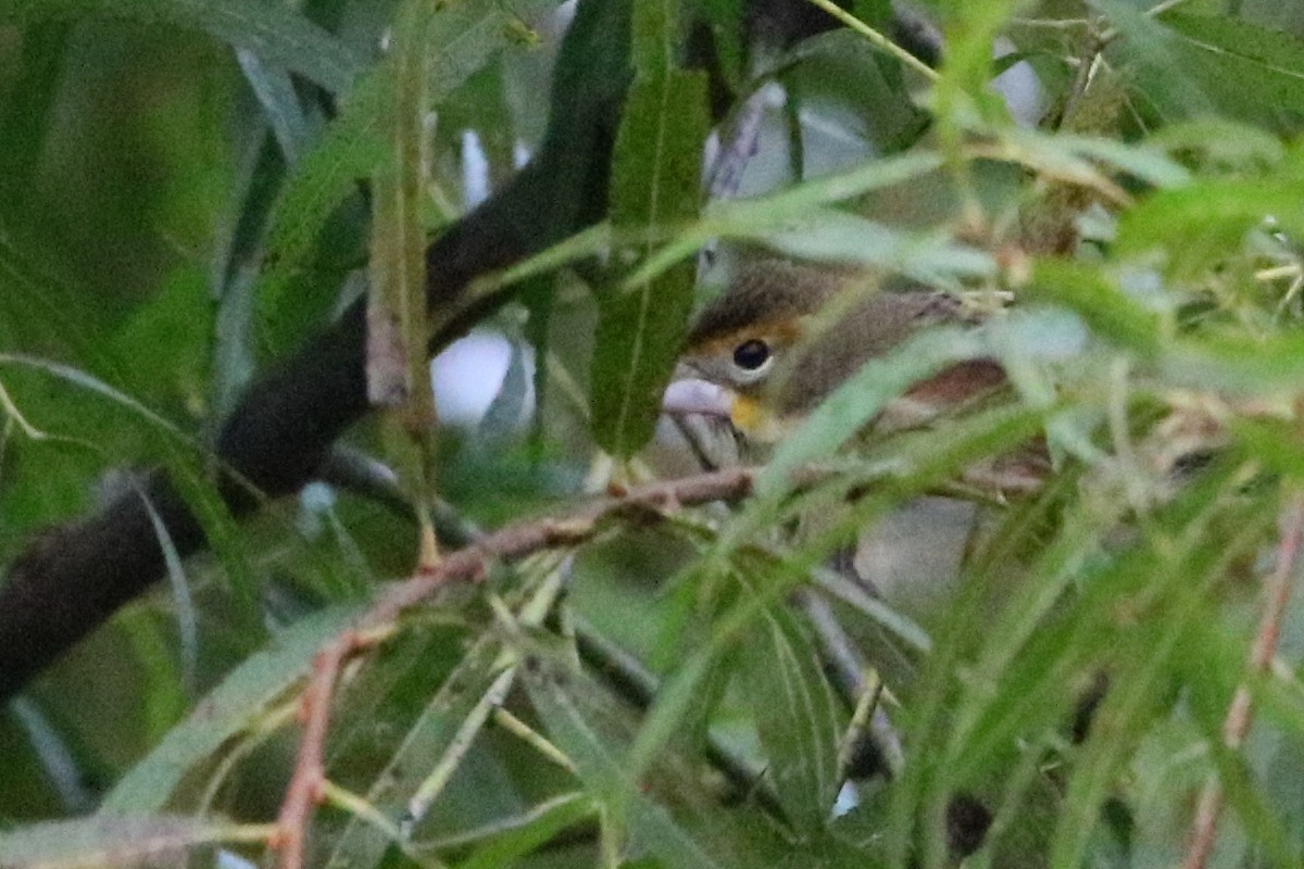 Dickcissel d'Amérique - ML36486801