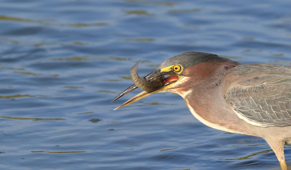 Green Heron - ML364868491