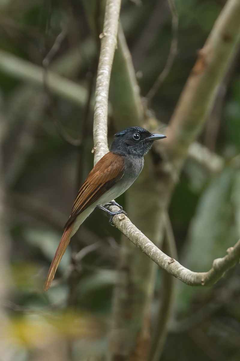 Blyth's Paradise-Flycatcher (Blyth's) - Rongrong Angkaew