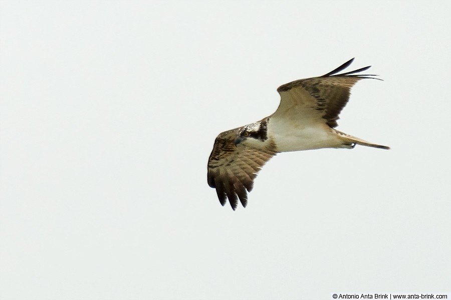 Osprey - ML364870421