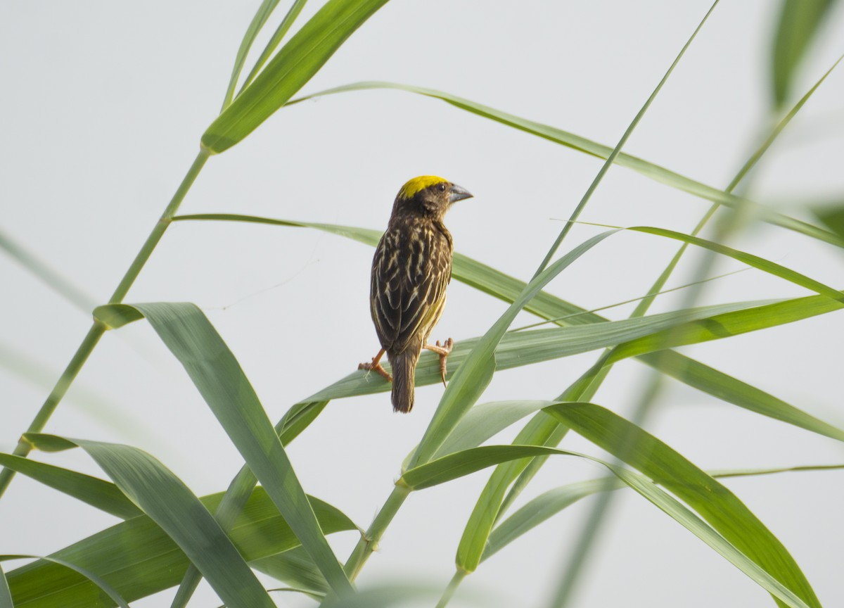 Streaked Weaver - ML364871411