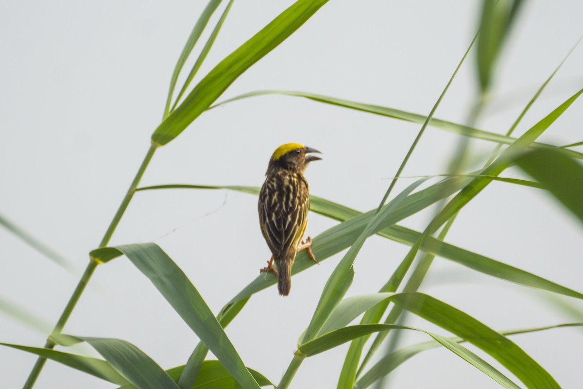 Streaked Weaver - ML364872041
