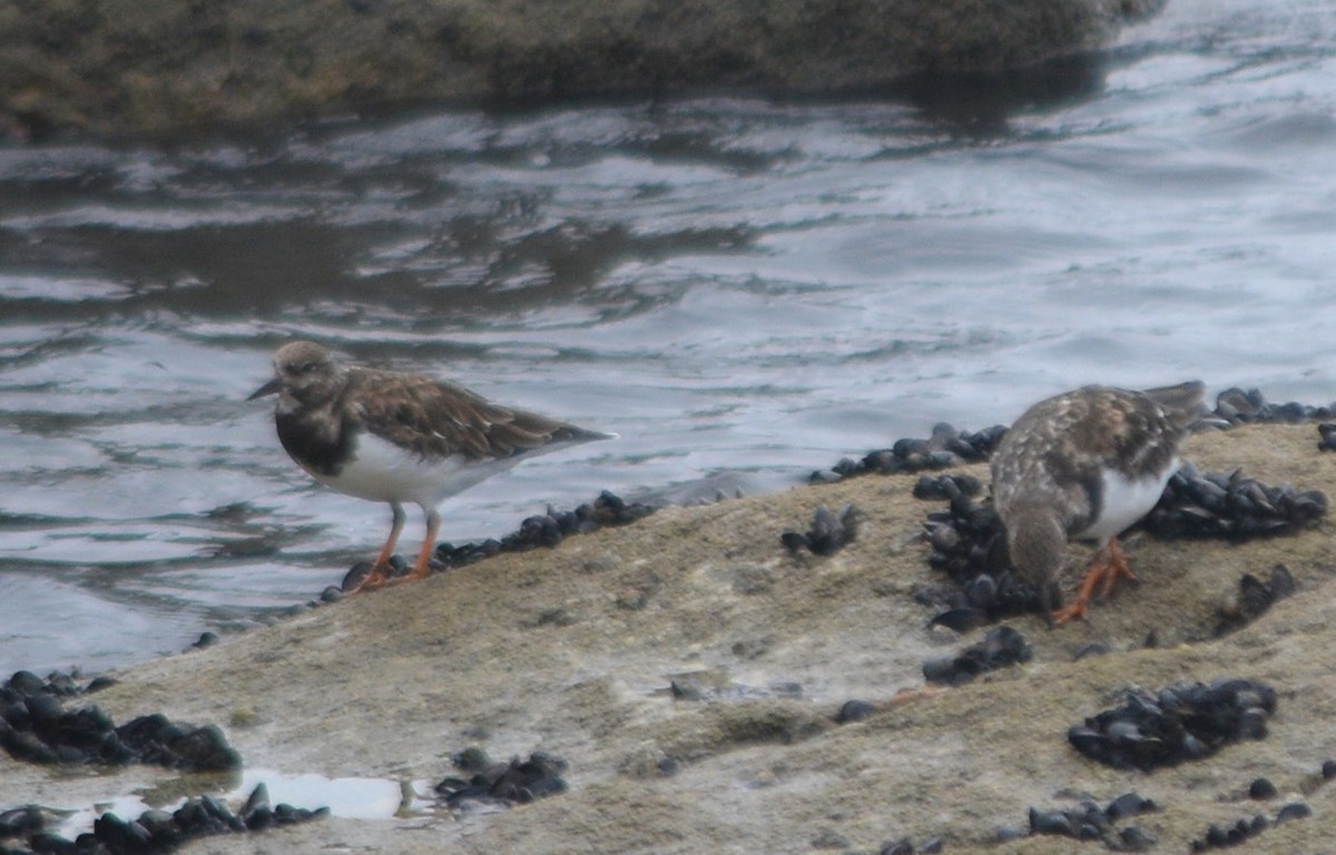 Ruddy Turnstone - ML364872311