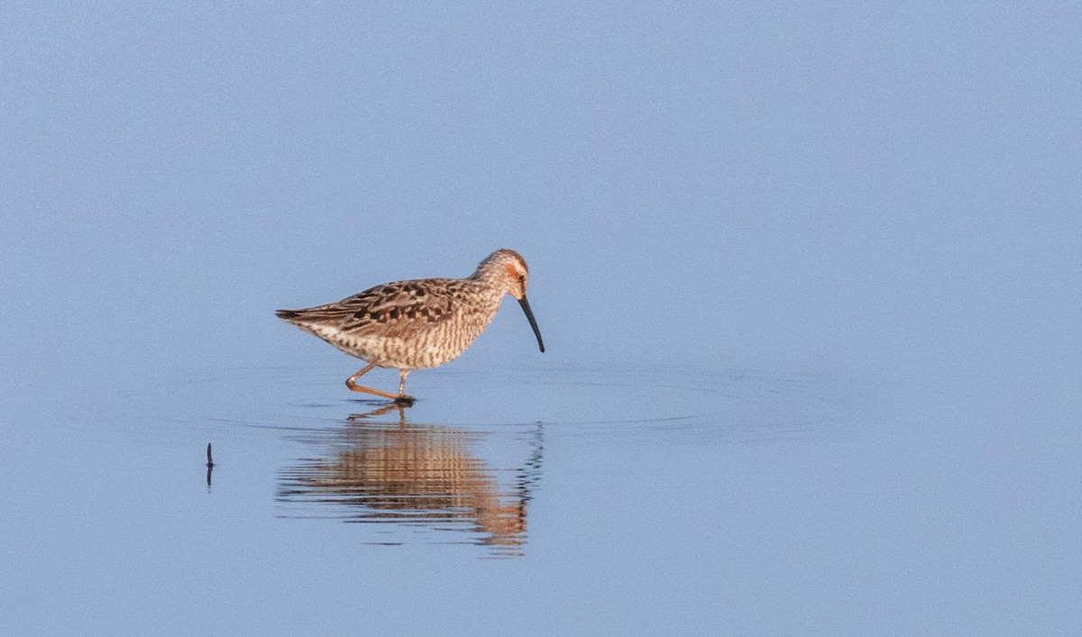 Stilt Sandpiper - ML36487251