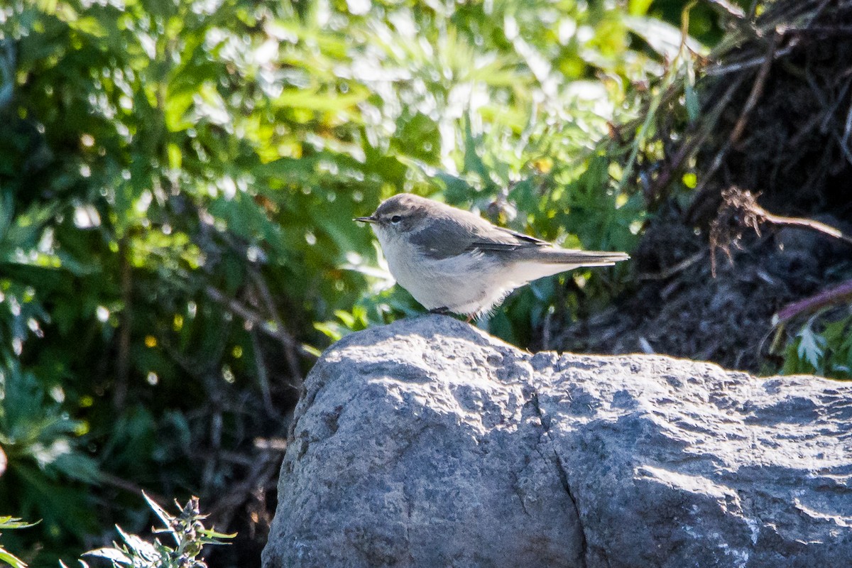 Common Chiffchaff (Siberian) - Rodney Ungwiluk Jr