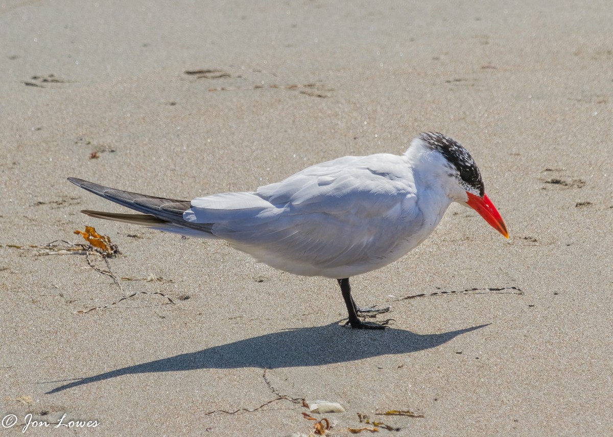 Caspian Tern - ML364872621