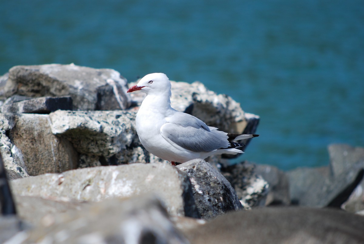 Silver Gull (Red-billed) - ML36487291