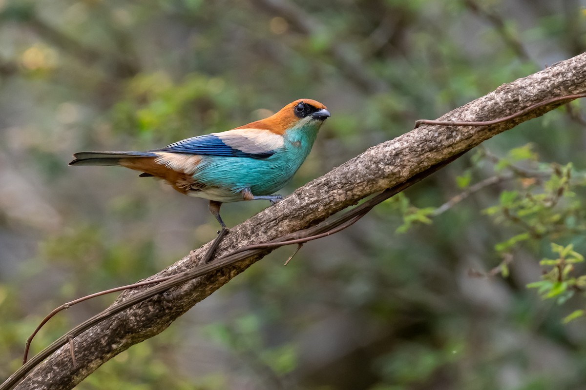 Chestnut-backed Tanager - Pablo Ramos