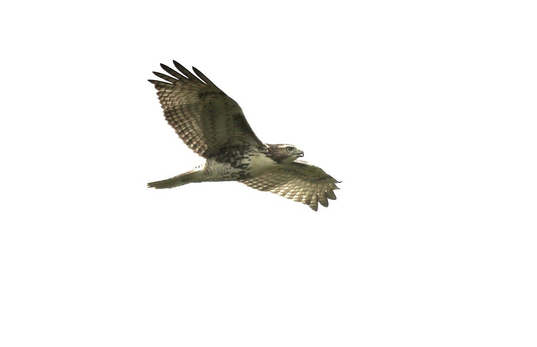 Red-tailed Hawk - ML364874961