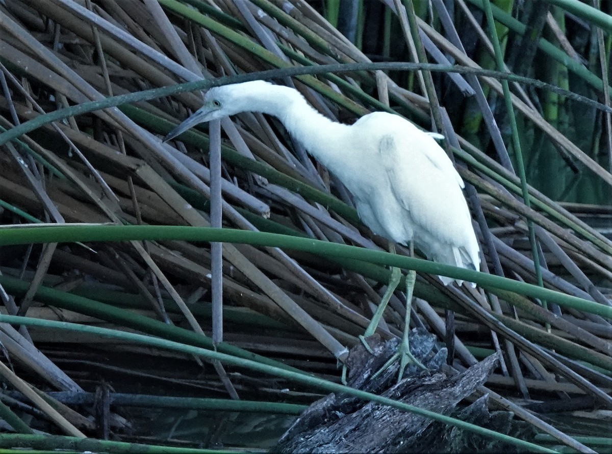 Aigrette bleue - ML364875521