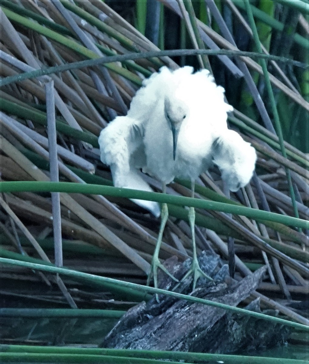 Aigrette bleue - ML364875551