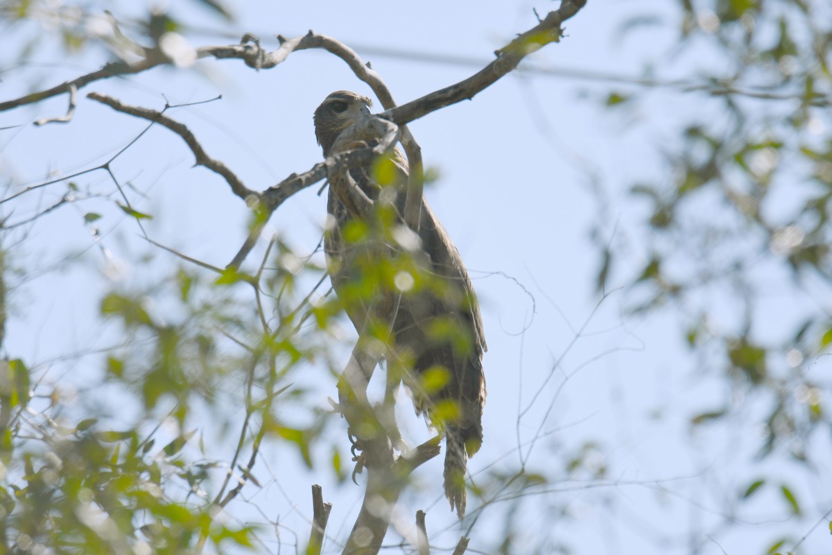 Black-collared Hawk - ML364876611