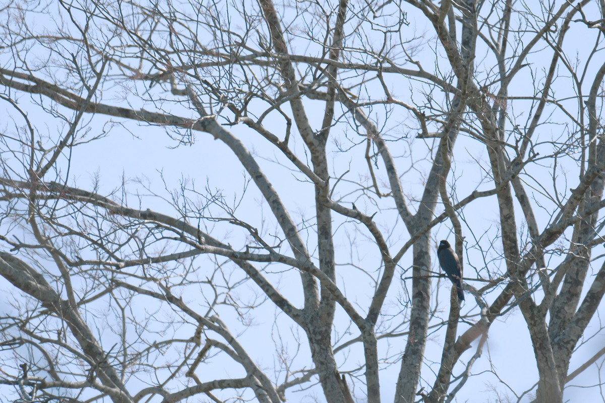 Black-collared Hawk - ML364876981