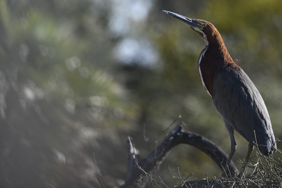 Rufescent Tiger-Heron - ML364879341