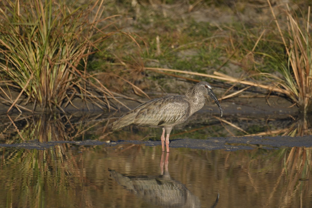 Plumbeous Ibis - ML364881701