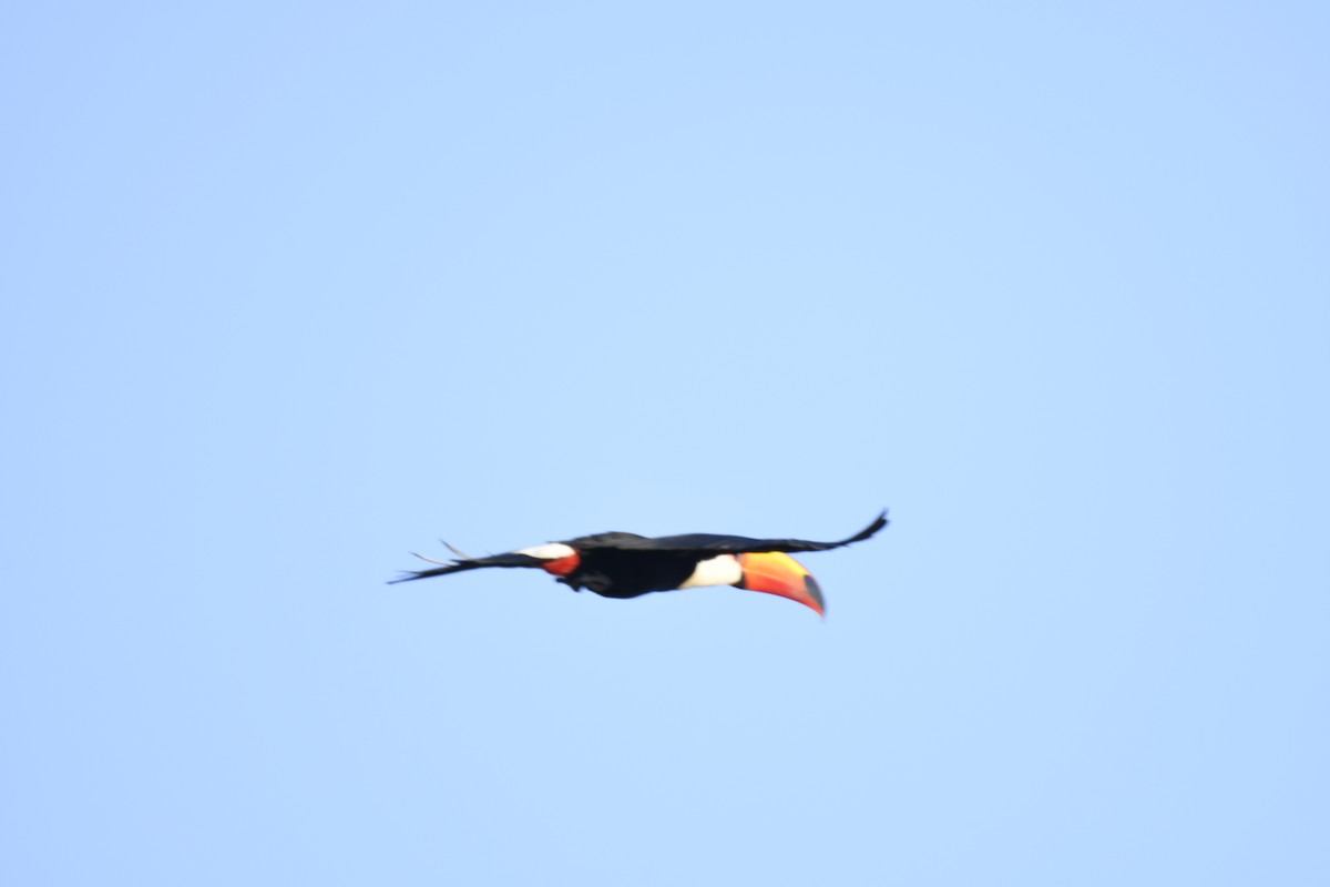 Toco Toucan - ML364881871