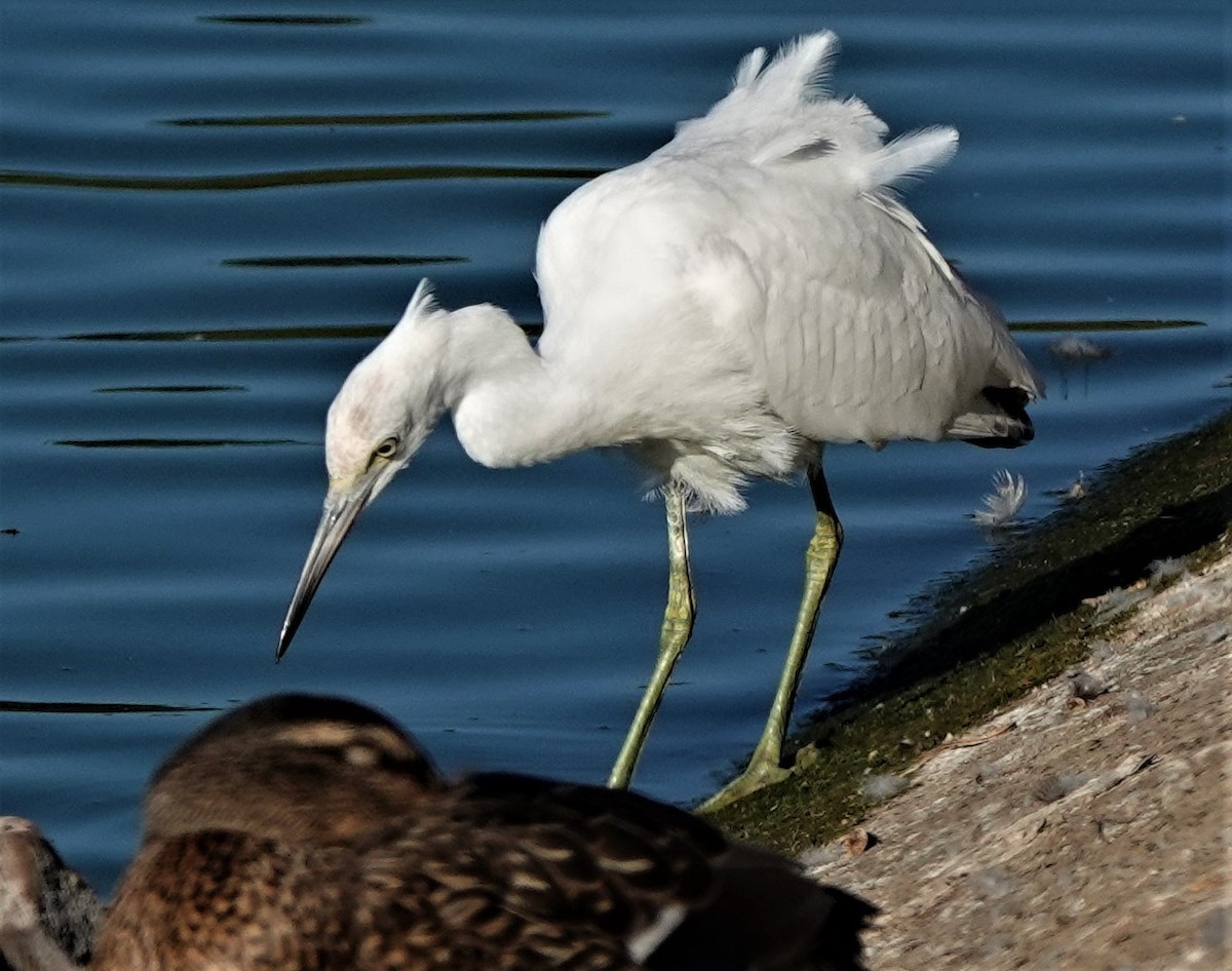 Aigrette bleue - ML364882001