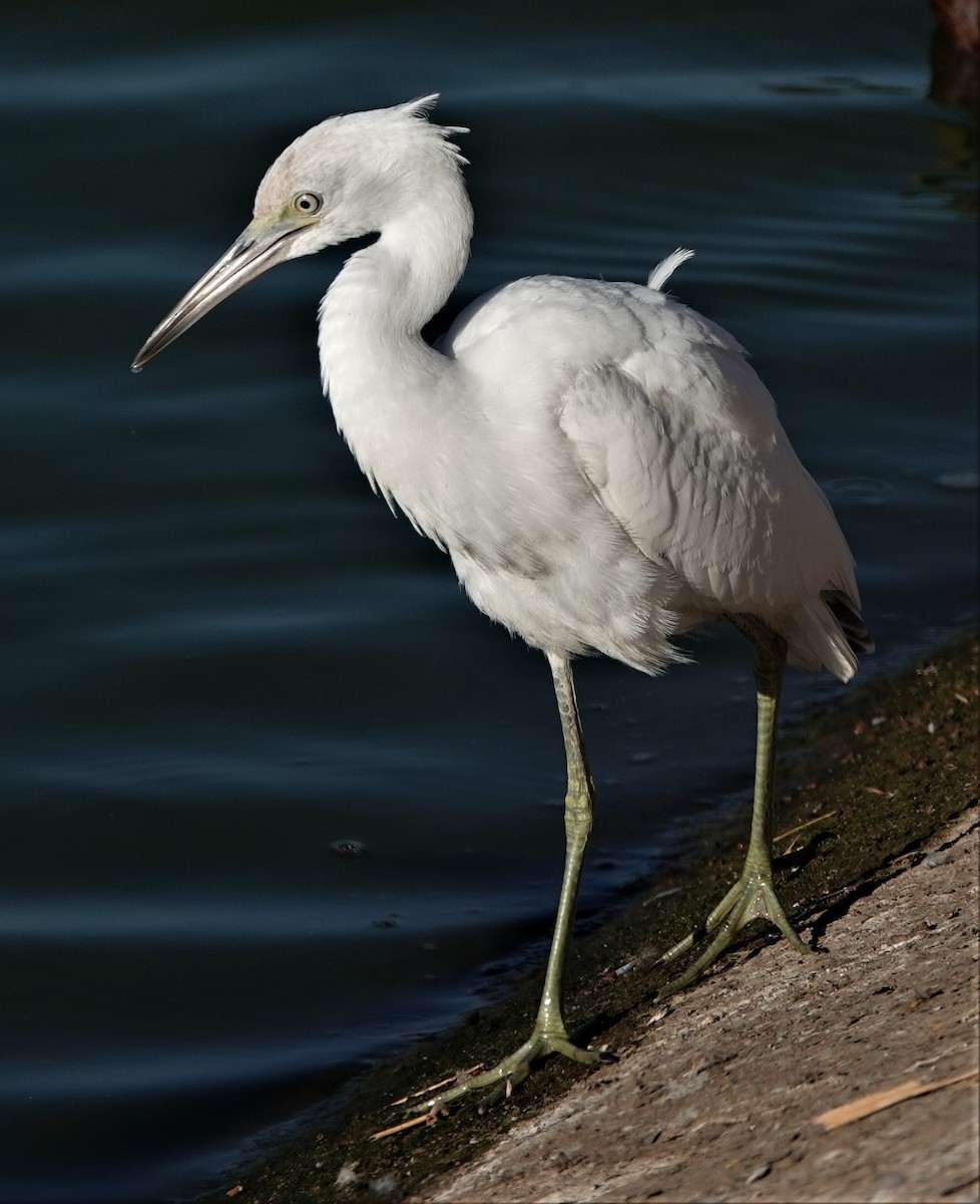 Aigrette bleue - ML364882061
