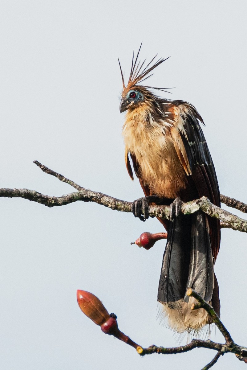 Hoatzin - ML364885341