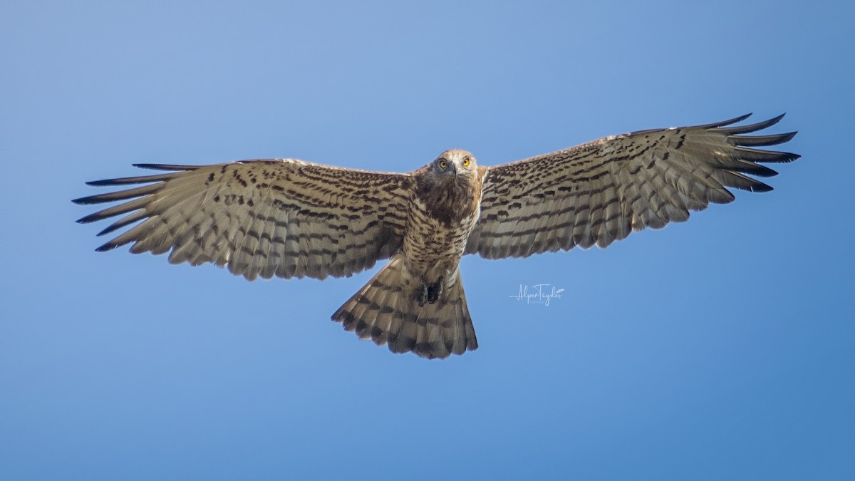 Short-toed Snake-Eagle - Alper Tüydeş